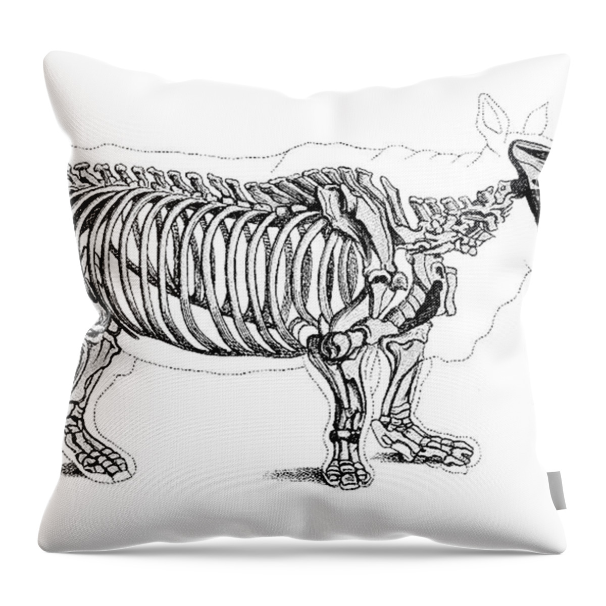 Prehistory Throw Pillow featuring the photograph Rhinoceros, Extant Cenozoic Mammal by Science Source