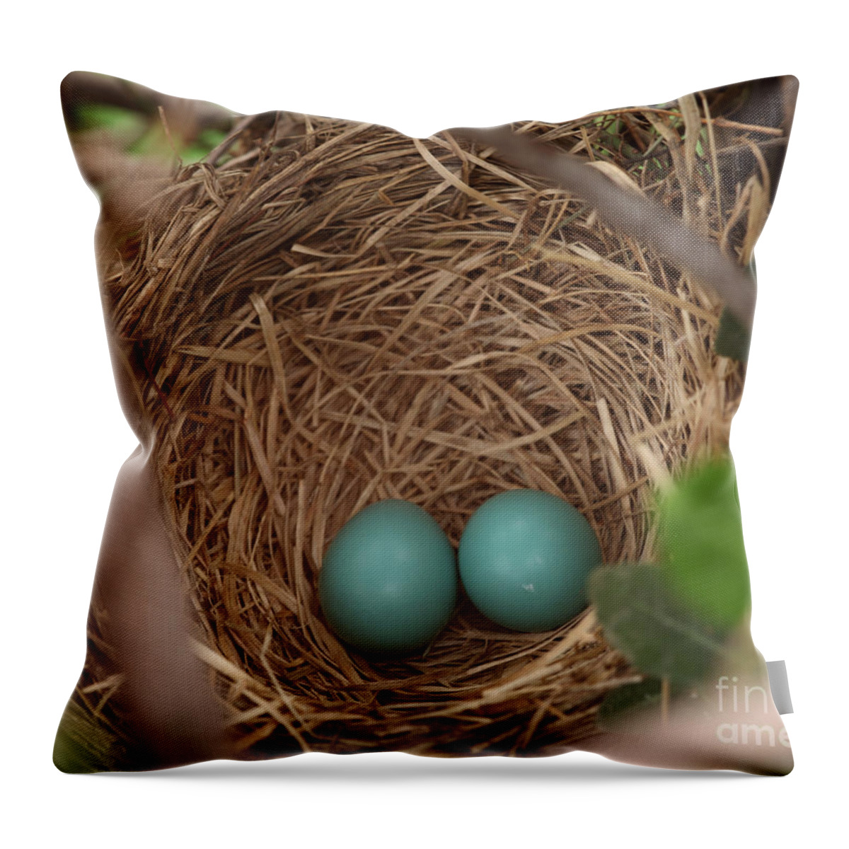 Robin Egg Throw Pillow featuring the photograph Robin Eggs by Ted Kinsman