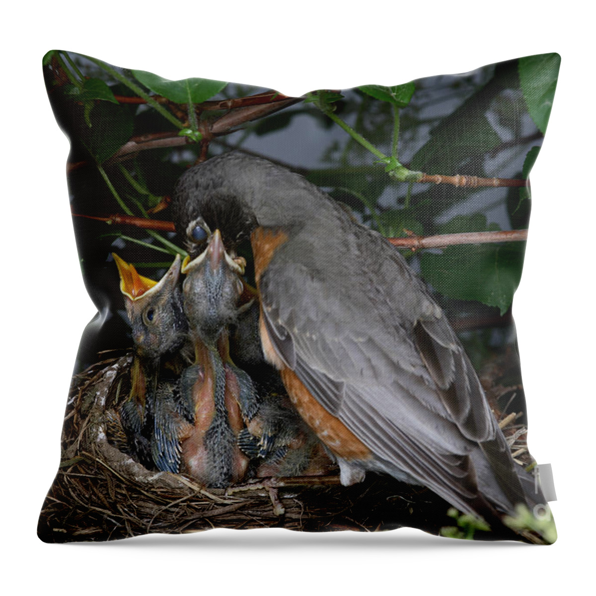 Robin Throw Pillow featuring the photograph Robin Feeding Its Young by Ted Kinsman