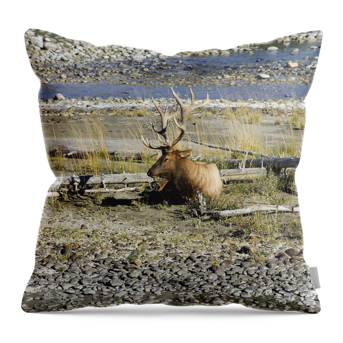 Animal Throw Pillow featuring the photograph Rocky Mountains Elk by Teresa Zieba