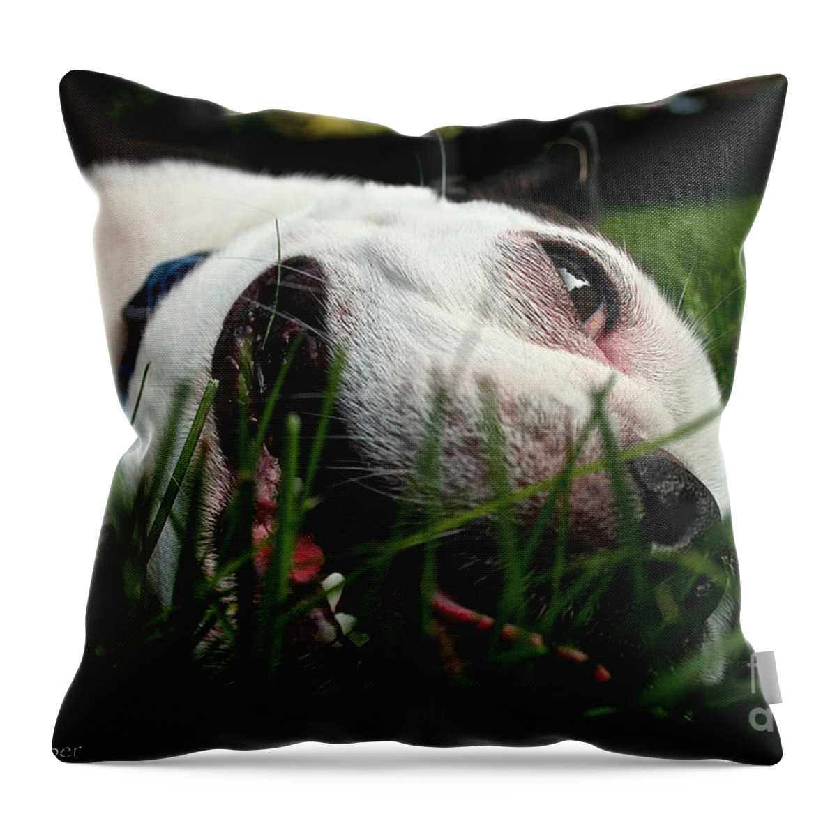 Animal Throw Pillow featuring the photograph Rolling by Susan Herber