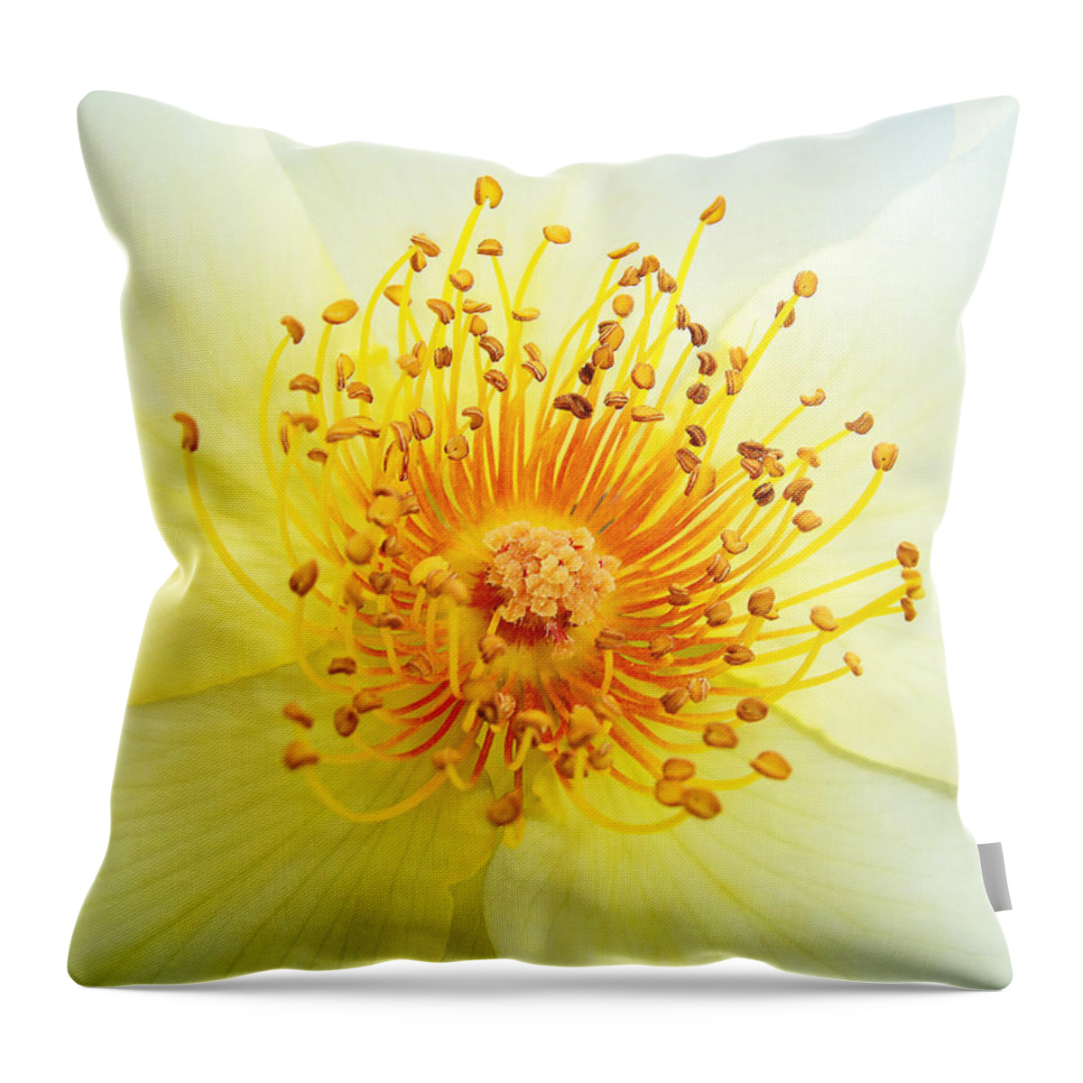 Rose Throw Pillow featuring the photograph Rosa Golden Wings by Bel Menpes