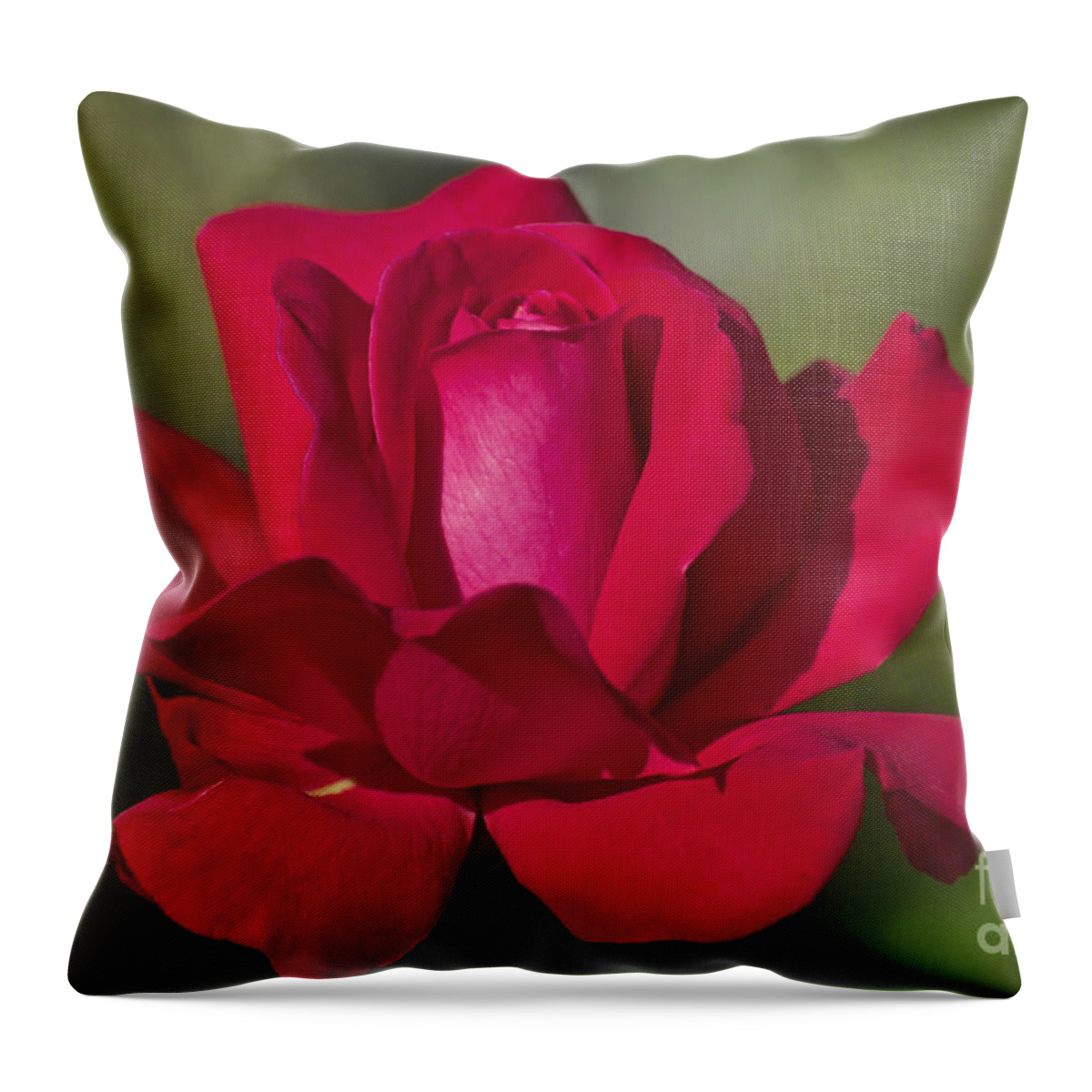 Rose Throw Pillow featuring the photograph Rose Flower Series 2 by Heiko Koehrer-Wagner