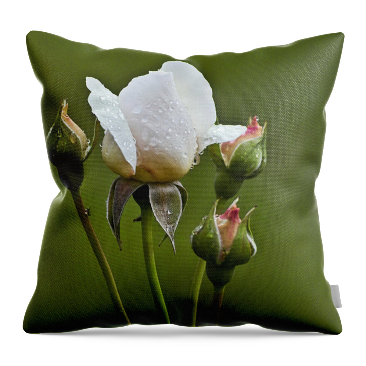 Rose Throw Pillow featuring the photograph Rose Flower Series 6 by Heiko Koehrer-Wagner