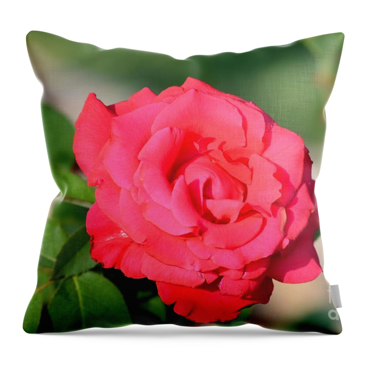 Rose Throw Pillow featuring the photograph Rose In the Morninglight by Maria Urso