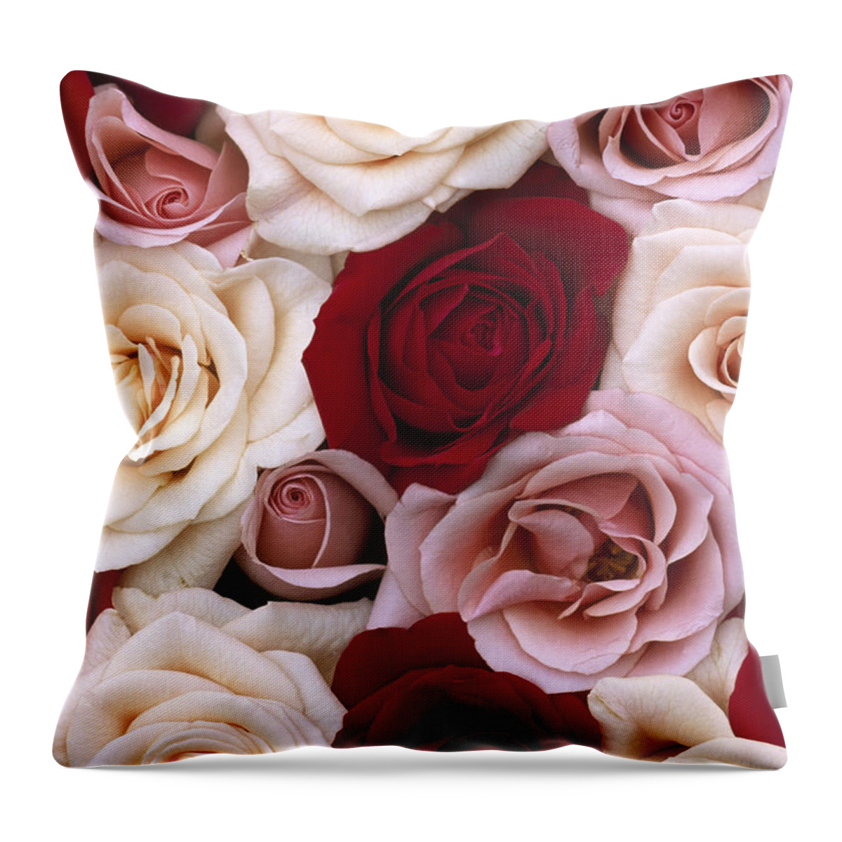 00283568 Throw Pillow featuring the photograph Rose Rosa Sp Flowers, Close Up Of Many by Jan Vermeer