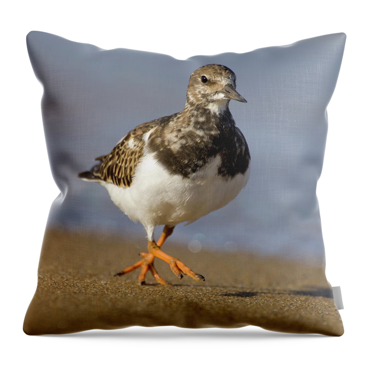 Fn Throw Pillow featuring the photograph Ruddy Turnstone Arenaria Interpres by Do Van Dijck