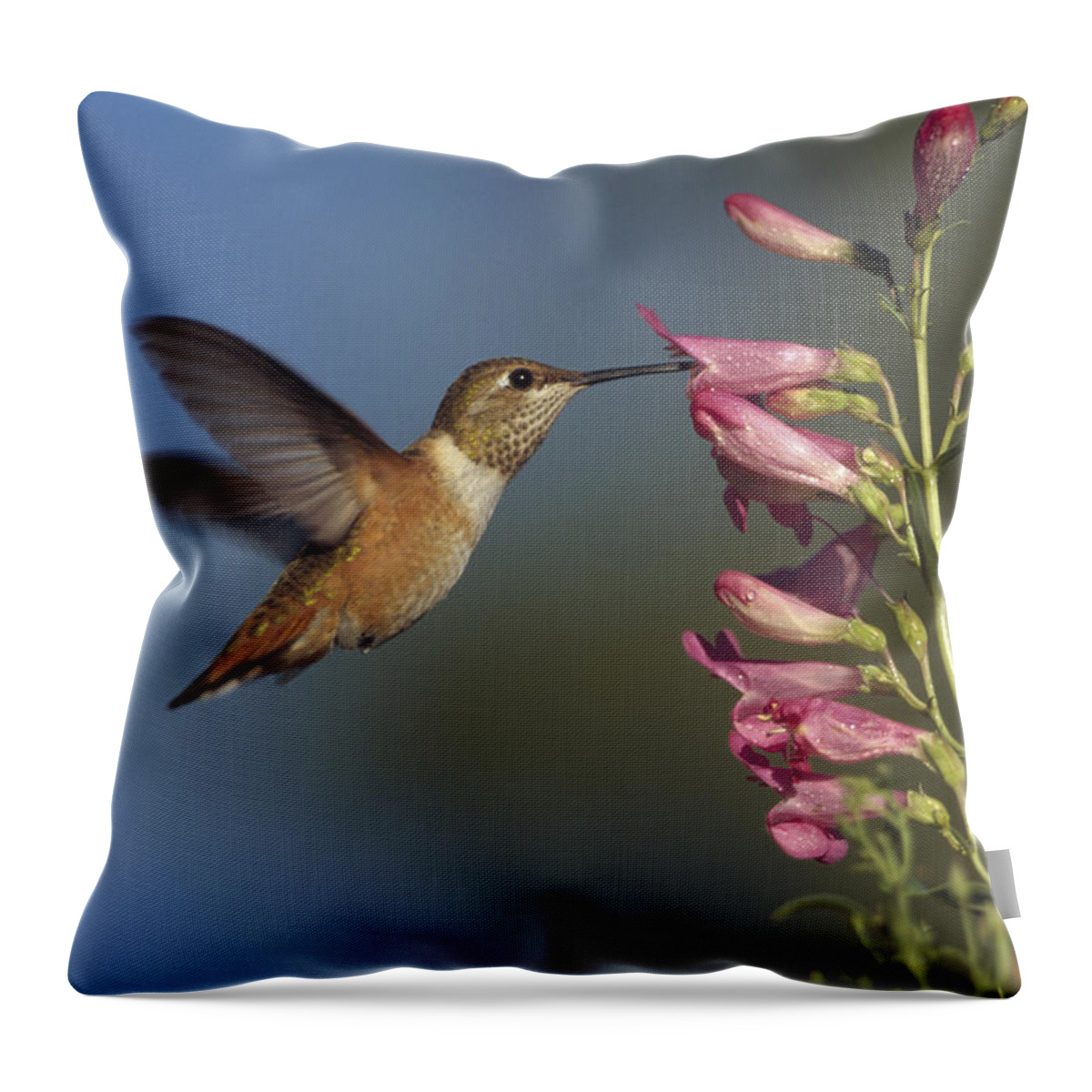 00170237 Throw Pillow featuring the photograph Rufous Hummingbird Feeding On Flowers by Tim Fitzharris