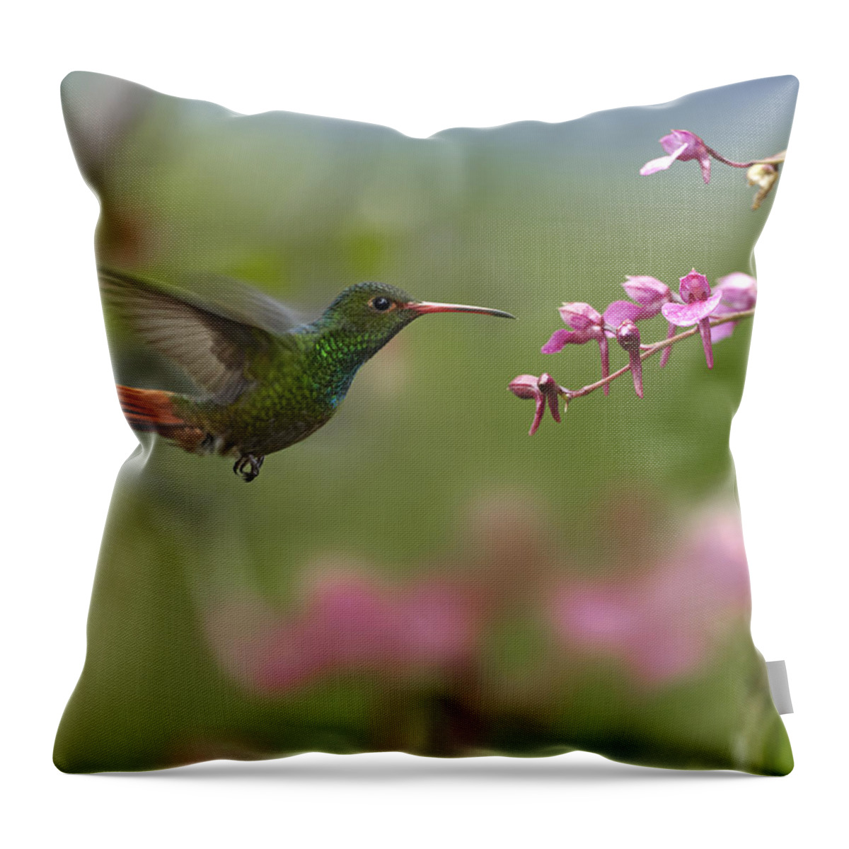 00442639 Throw Pillow featuring the photograph Rufous Tailed Hummingbird Hovering by Tim Fitzharris