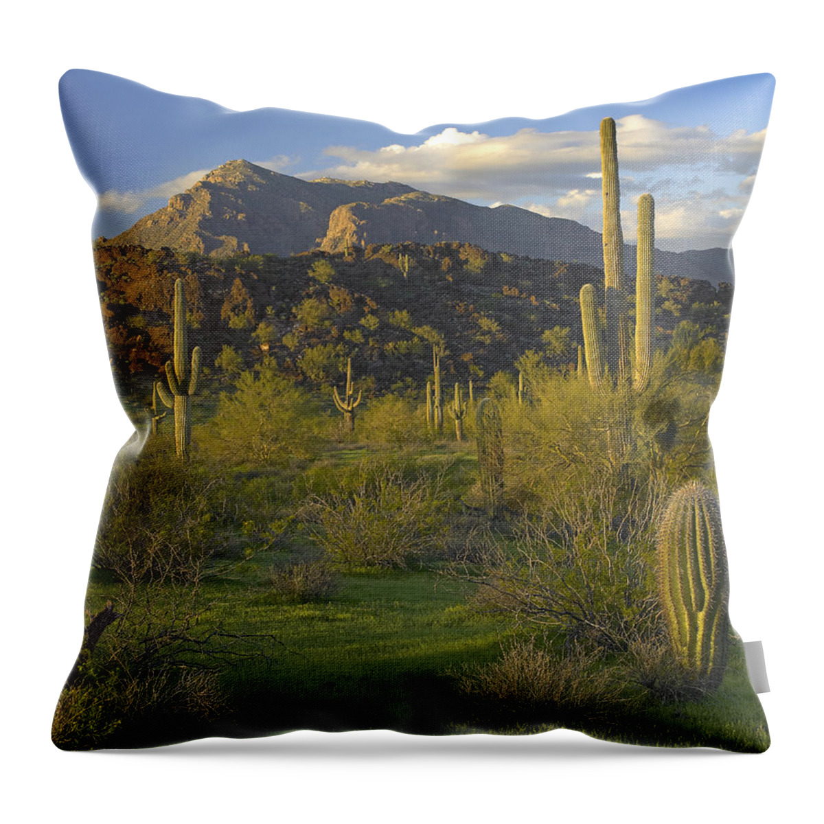 00175222 Throw Pillow featuring the photograph Saguaro Cacti Picacho Mountains Picacho by Tim Fitzharris