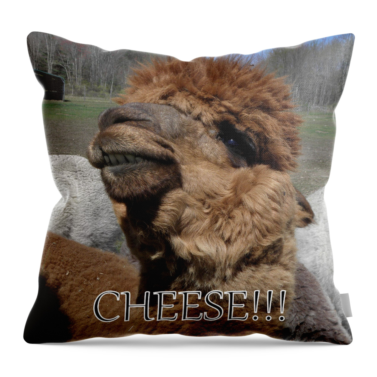 Alpaca Throw Pillow featuring the photograph Say cheese by Kim Galluzzo