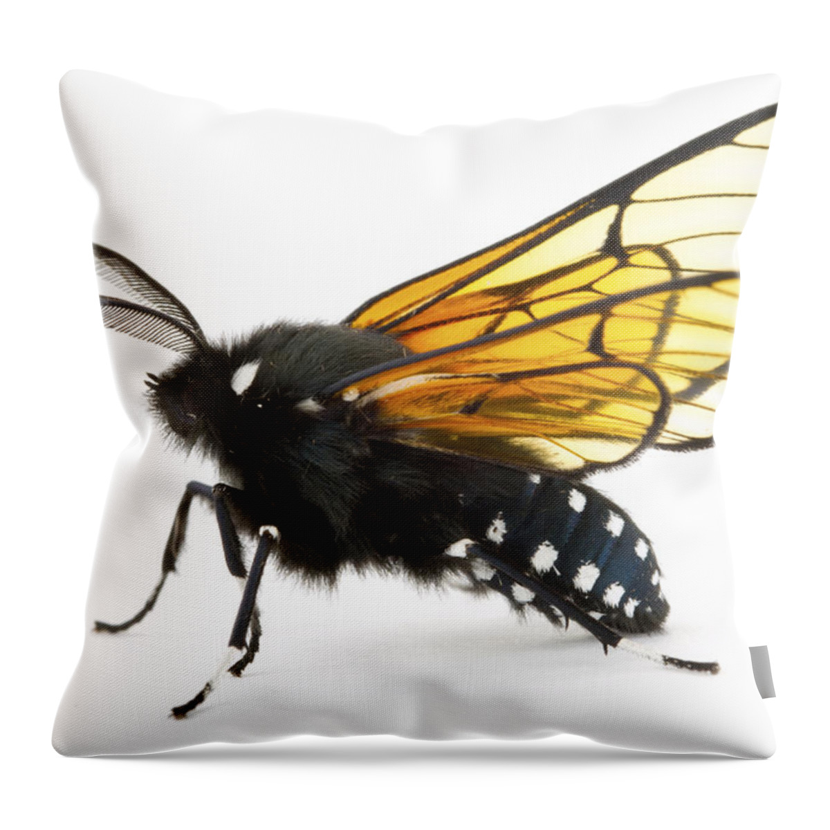 00478786 Throw Pillow featuring the photograph Scape Moth Costa Rica by Piotr Naskrecki