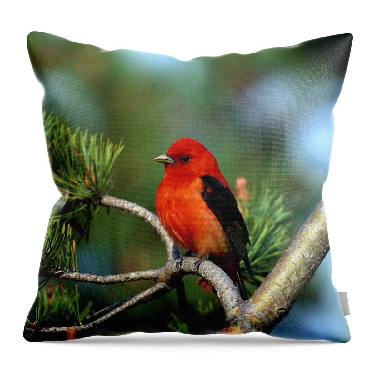 00220164 Throw Pillow featuring the photograph Scarlet Tanager Piranga Olivacea Male by Tom Vezo