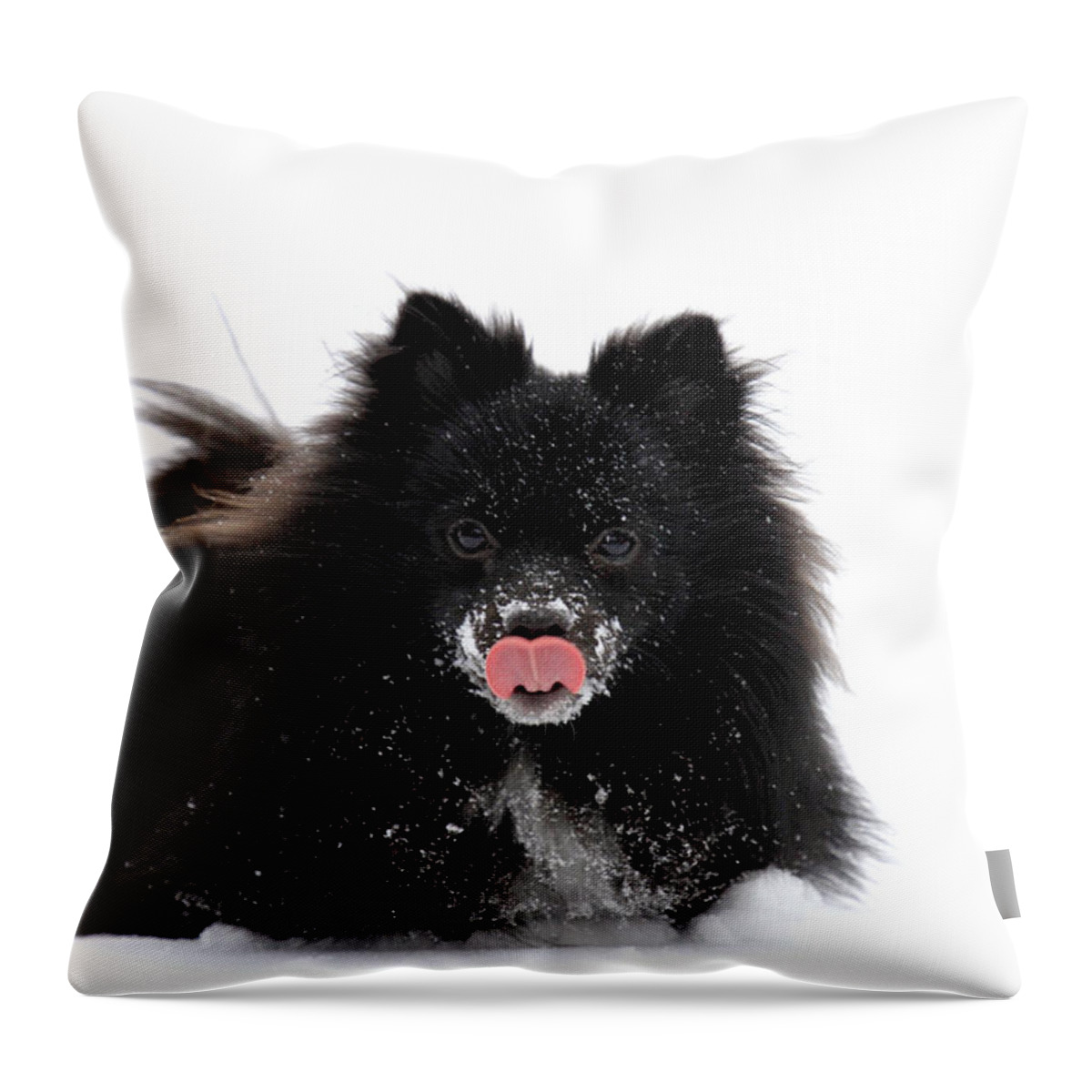 Dog Throw Pillow featuring the photograph Schipperke Loving Snow by Marie Jamieson
