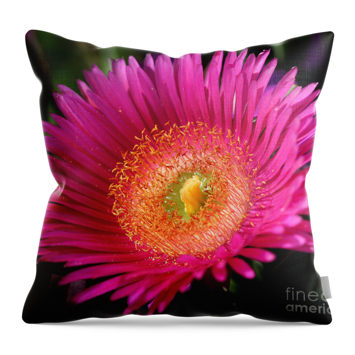 Flower Throw Pillow featuring the photograph Sea Fig - Carpobrotus chilensis flower by Nicholas Burningham