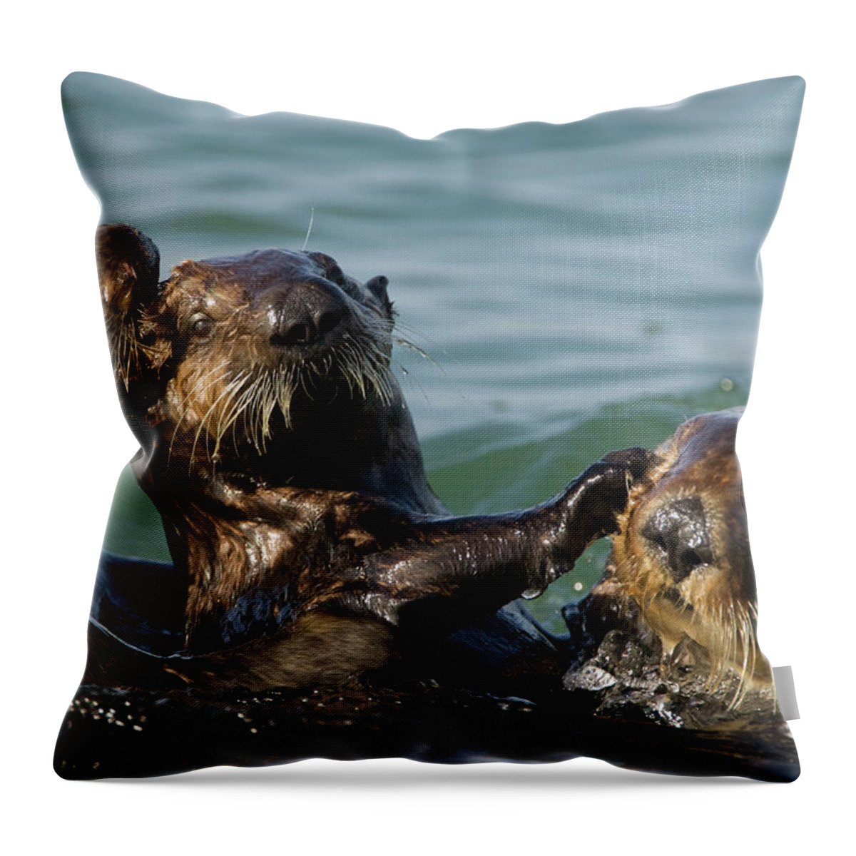 Mp Throw Pillow featuring the photograph Sea Otter Enhydra Lutris Bachelor Male by Suzi Eszterhas