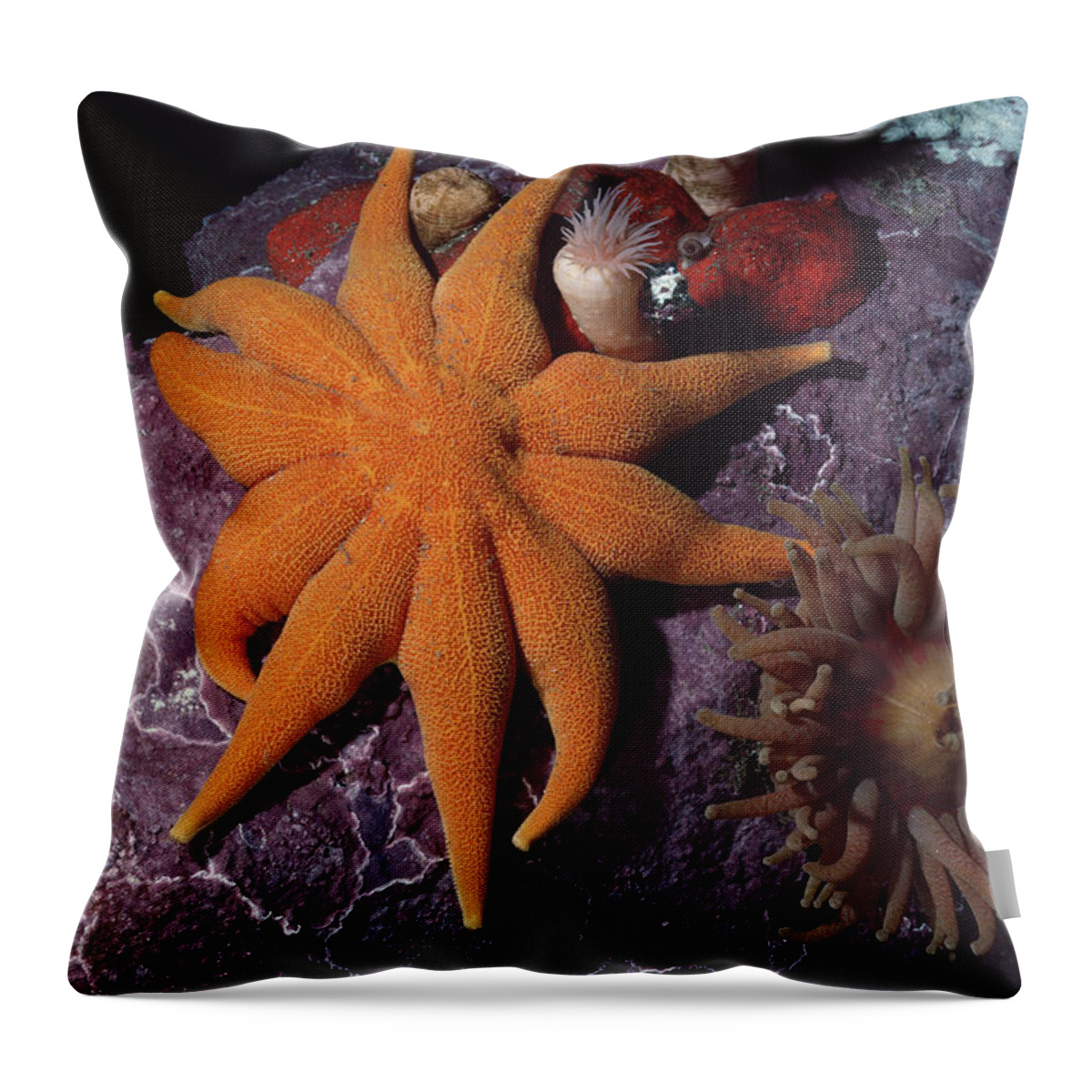 00084851 Throw Pillow featuring the photograph Sea Star Anemones And Coralline Algae by Flip Nicklin