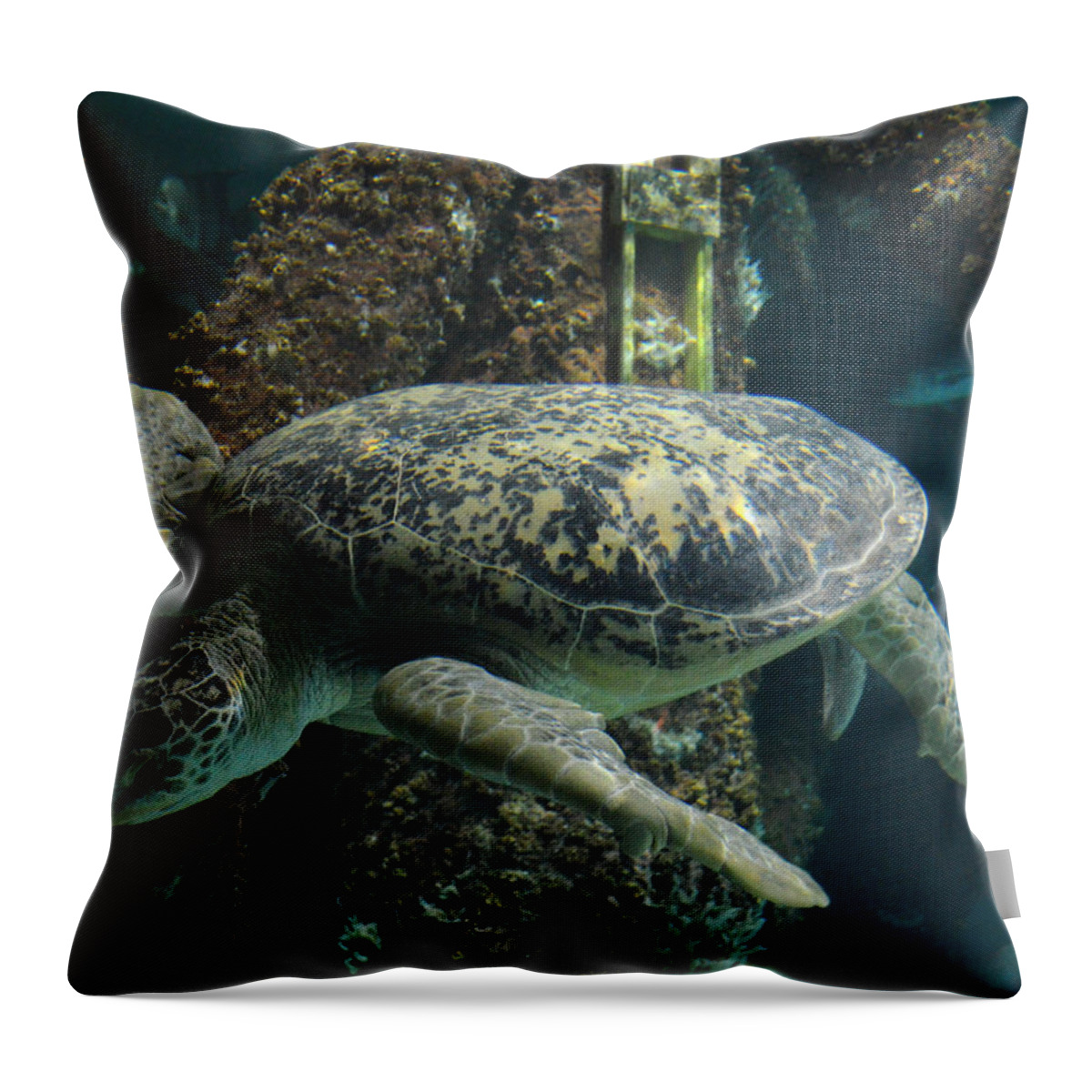 Turtle Throw Pillow featuring the photograph Sea Turtle by Maggy Marsh