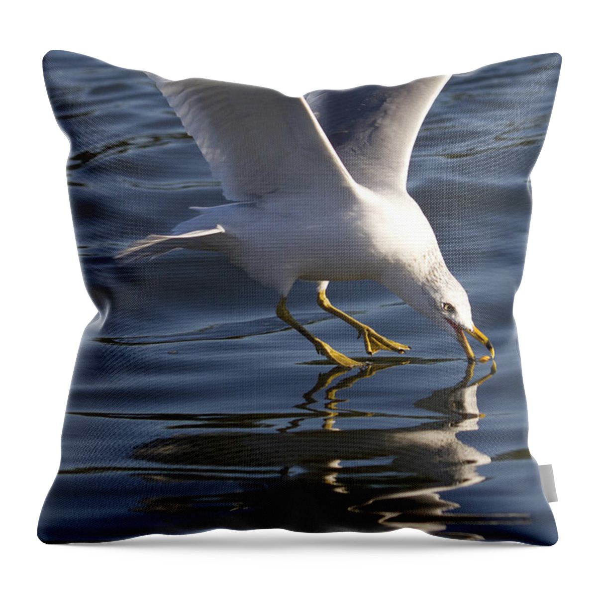 Seagull Throw Pillow featuring the photograph Seagull on Water by Dustin K Ryan