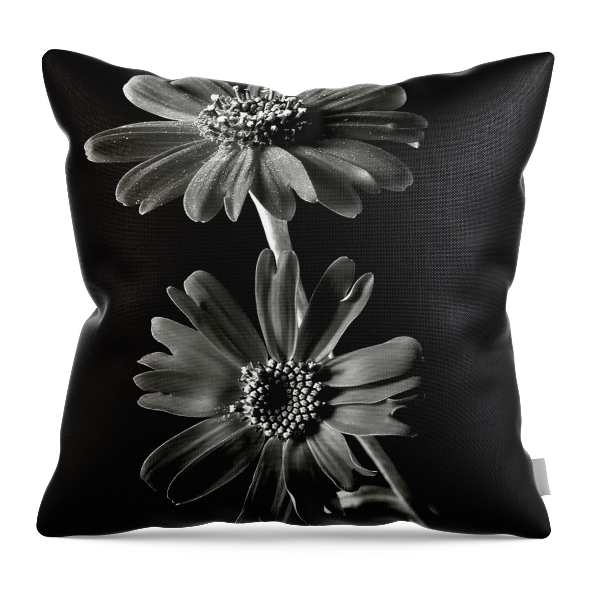 Flower Throw Pillow featuring the photograph Senecio Stellata in Black and White by Endre Balogh