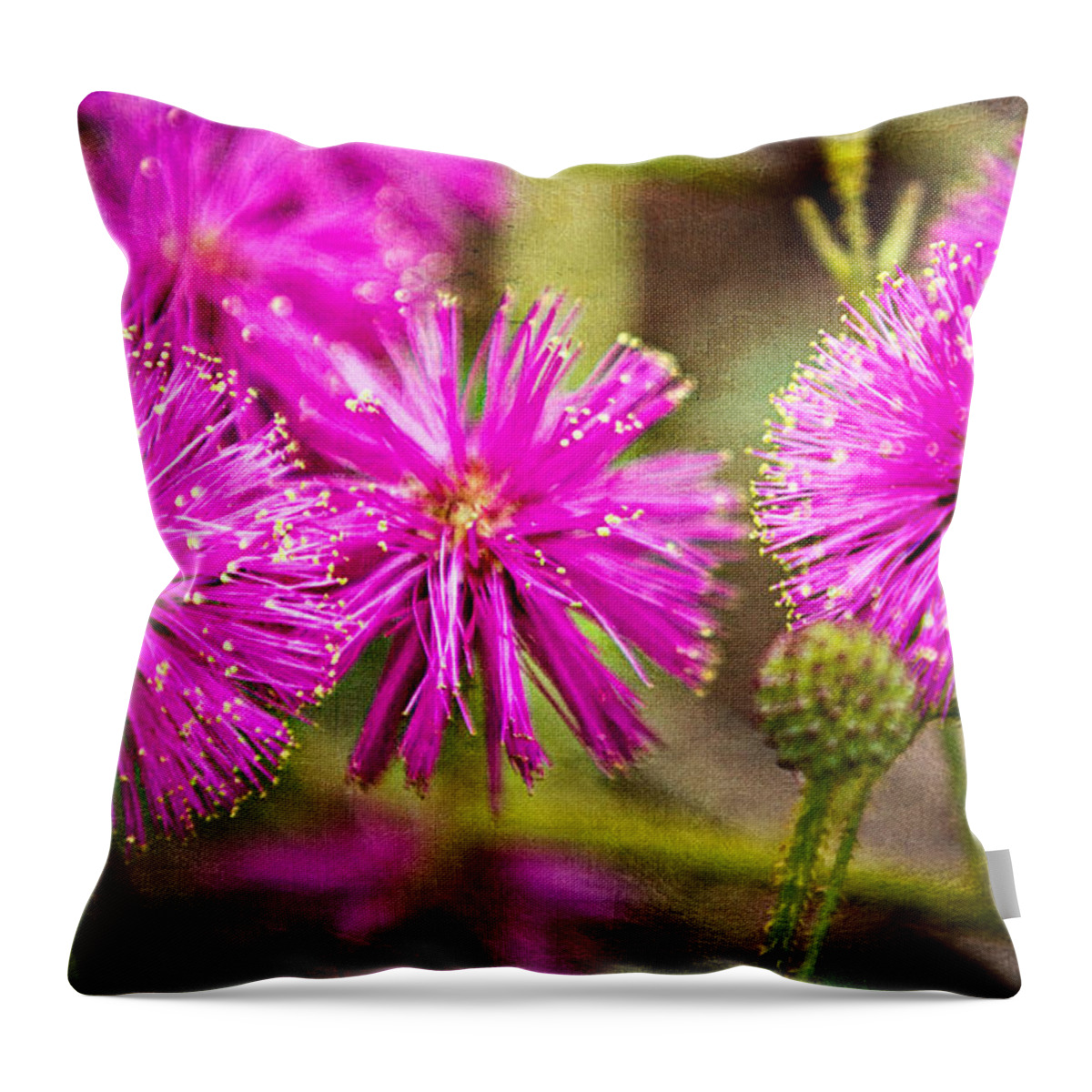 Asteraceae Throw Pillow featuring the photograph Sensitive Briar by Lana Trussell