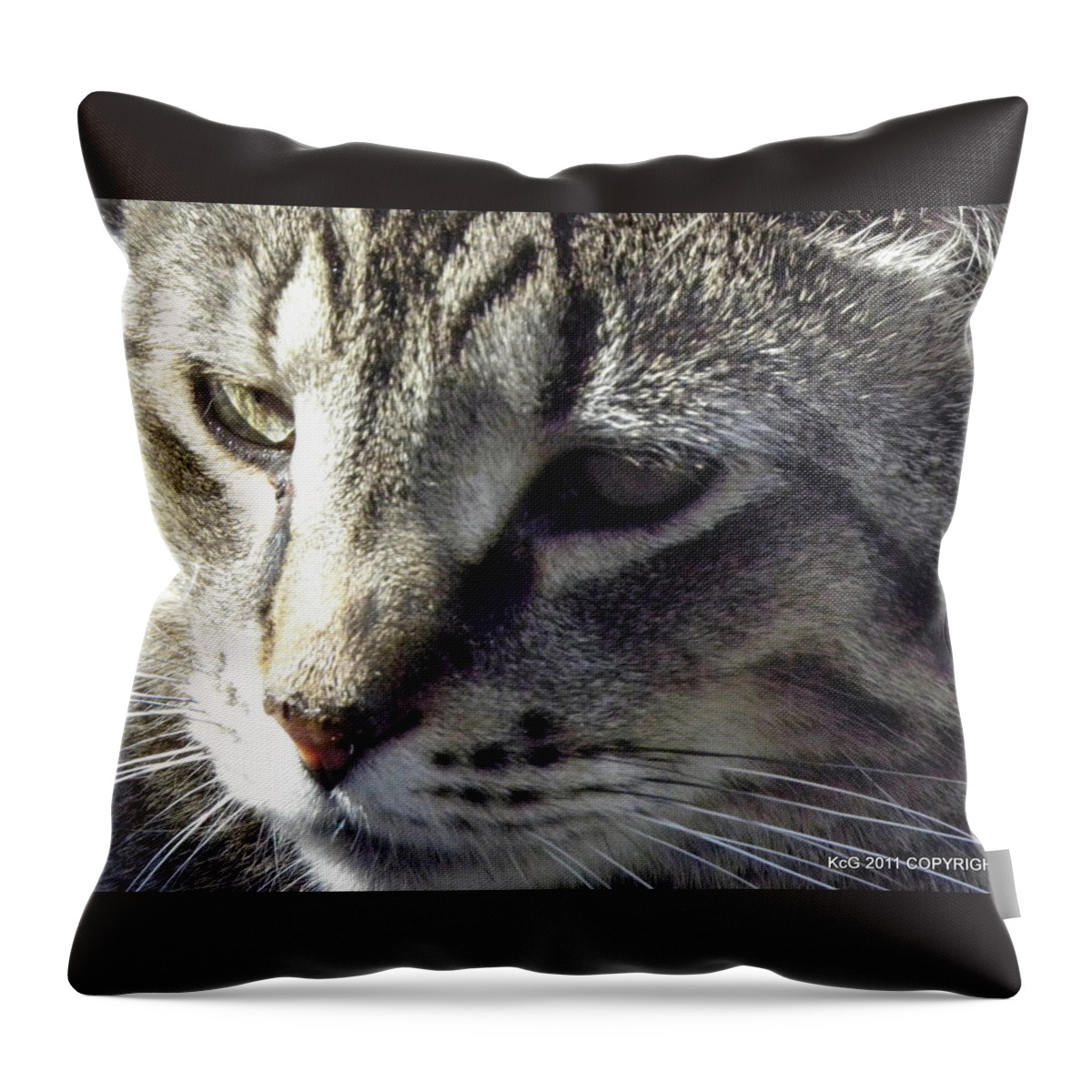 Cat Throw Pillow featuring the photograph Serious by Kim Galluzzo