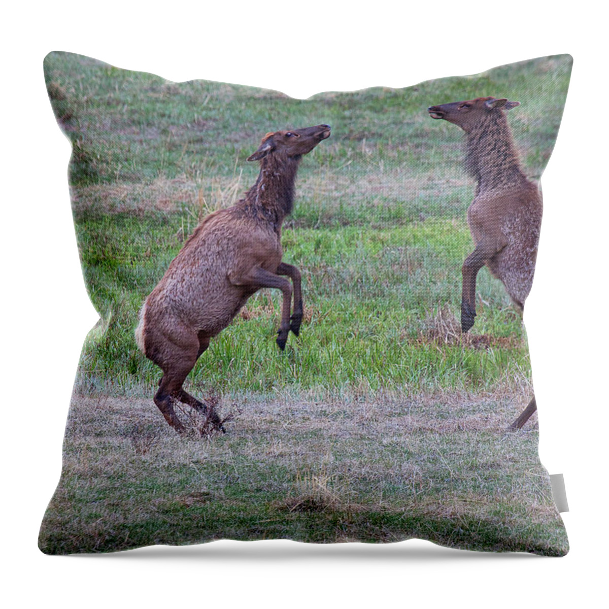 Elk Throw Pillow featuring the photograph Shall We Dance by Jim Garrison