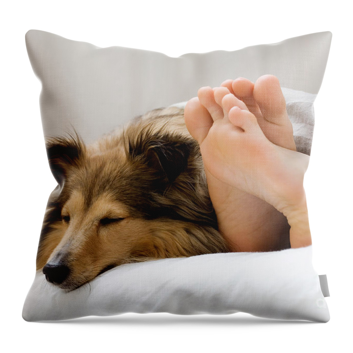 Bed Throw Pillow featuring the photograph Sheltie sleeping with her owner by Kati Finell