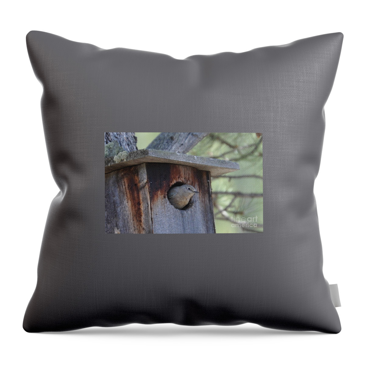 Bird Throw Pillow featuring the photograph She's Home by Dorrene BrownButterfield