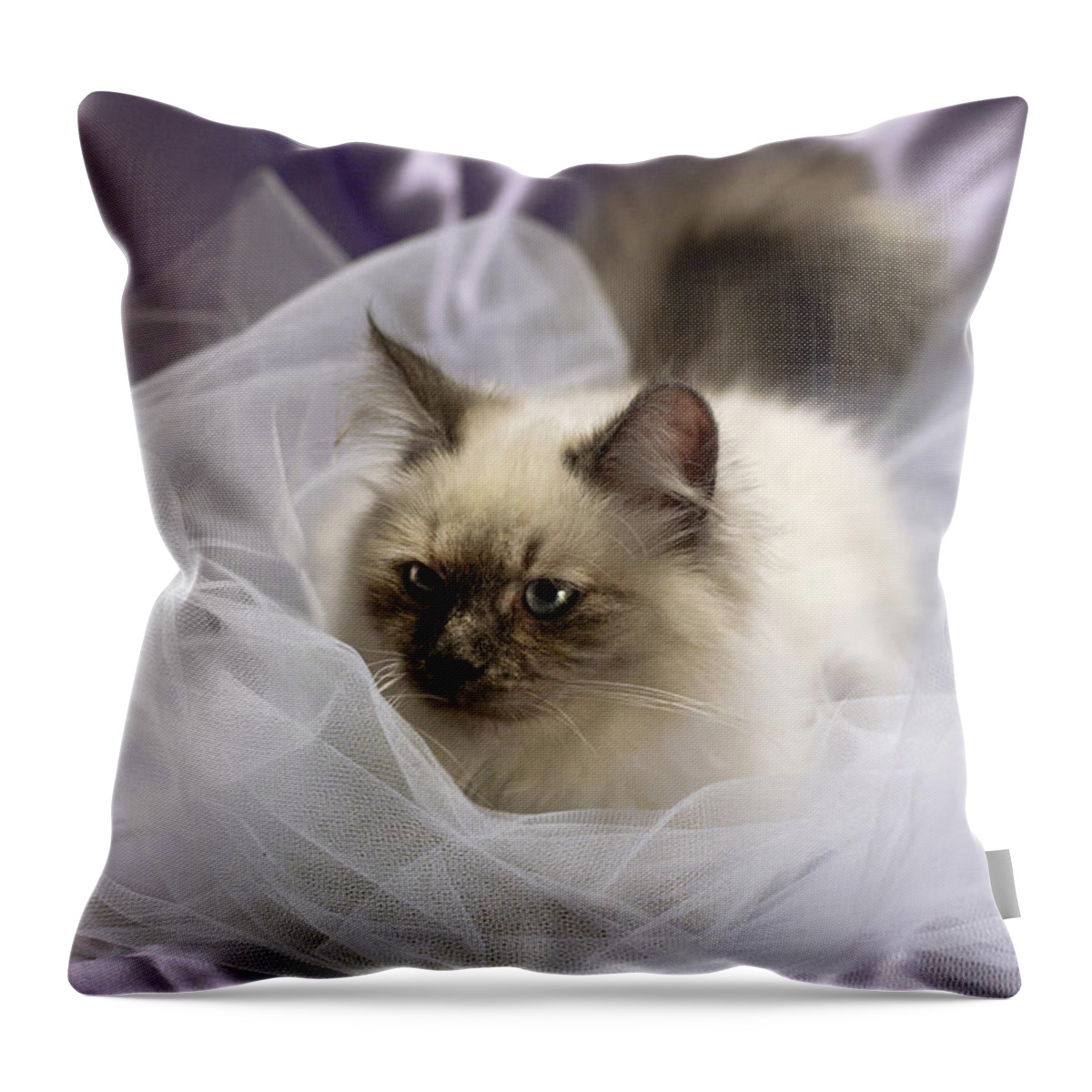 Cat Throw Pillow featuring the photograph Siberian kitty on lilac by Raffaella Lunelli