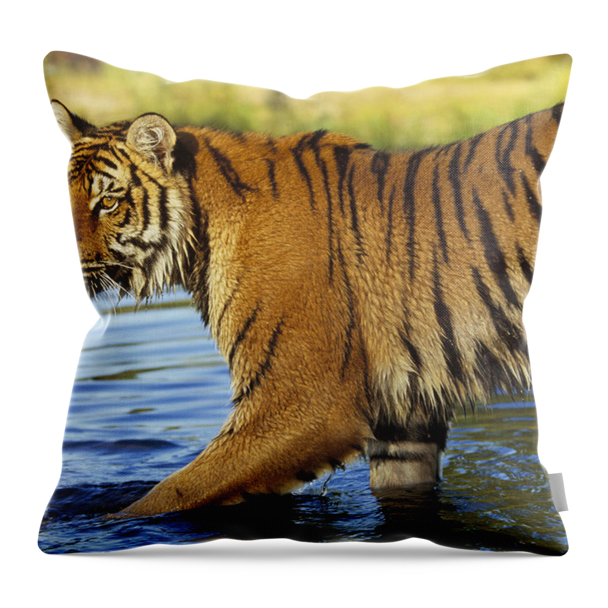 00172617 Throw Pillow featuring the photograph Siberian Tiger Walking by Tim Fitzharris