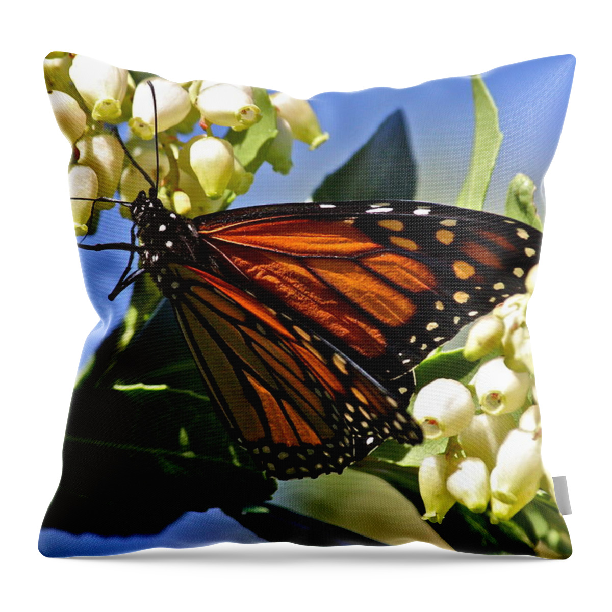 Butterfly Throw Pillow featuring the photograph Silent Beauty by Diana Hatcher