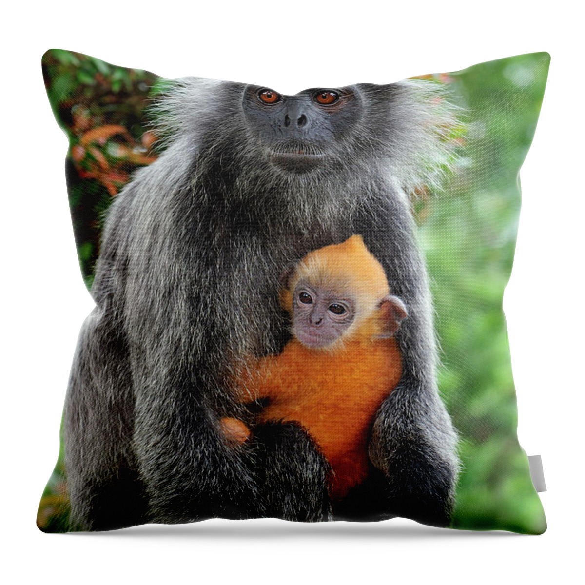 Mp Throw Pillow featuring the photograph Silvered Leaf Monkey Trachypithecus by Thomas Marent
