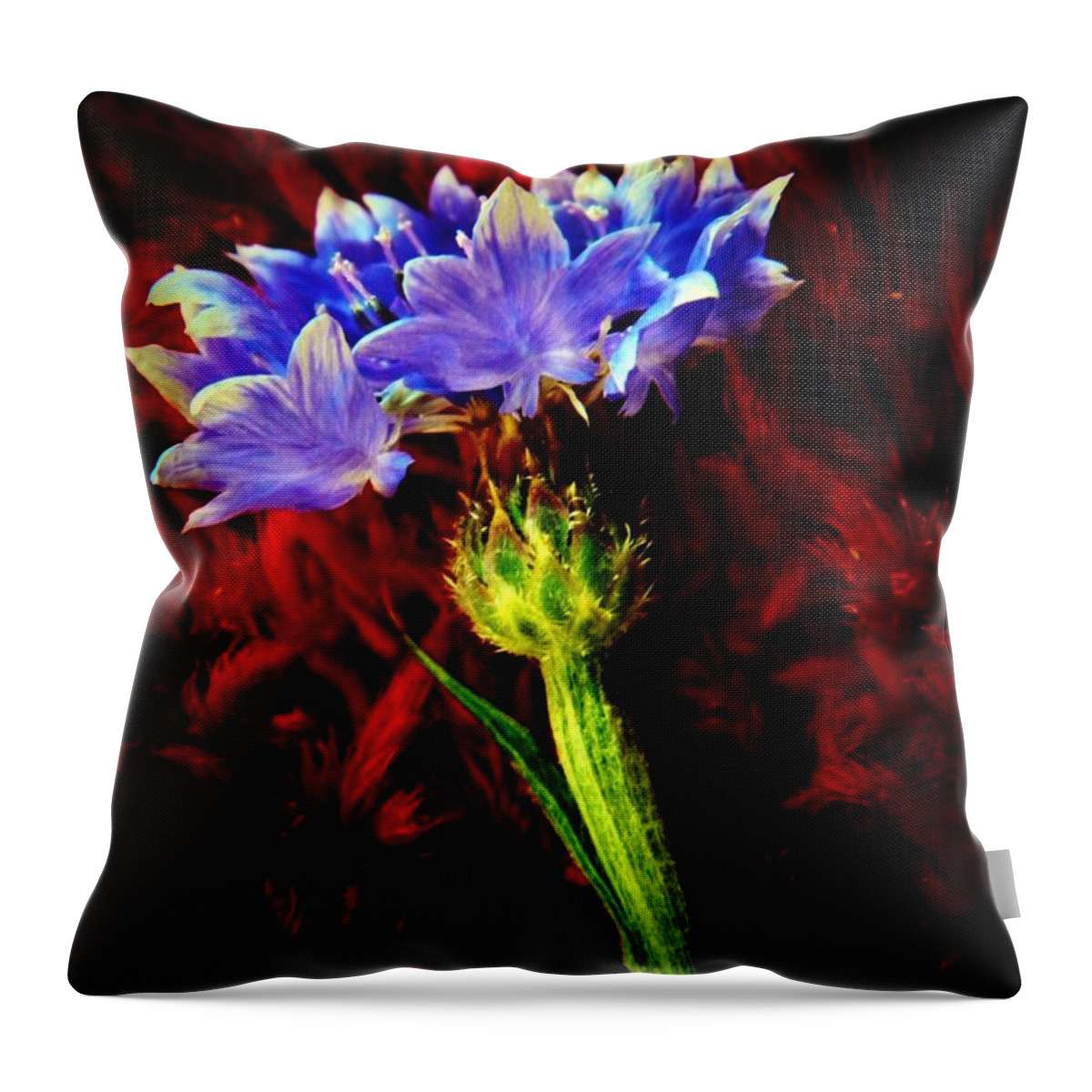 Bachelor Button Throw Pillow featuring the photograph Single Bachelor by Chris Berry