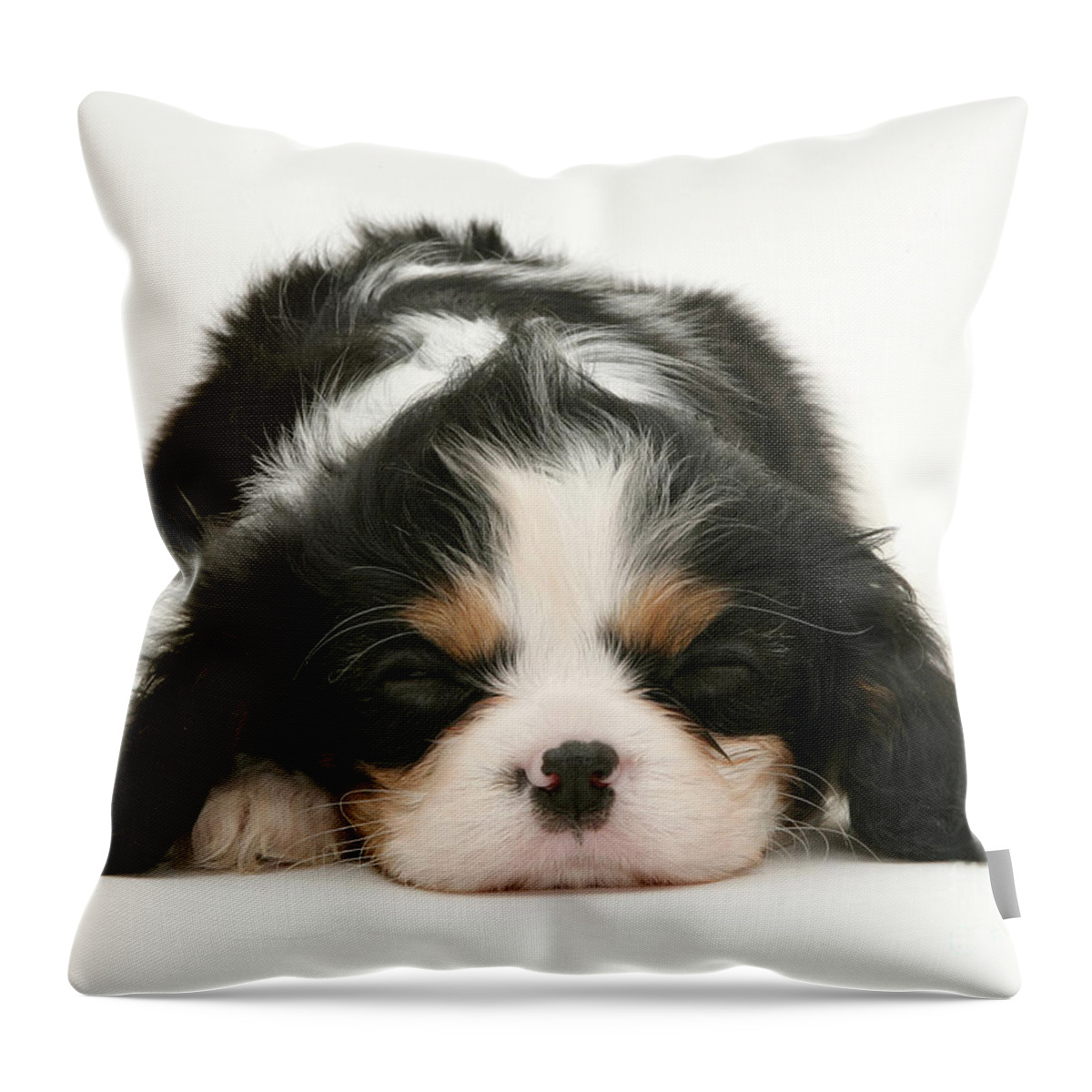 Animal Throw Pillow featuring the photograph Sleeping Puppy by Jane Burton