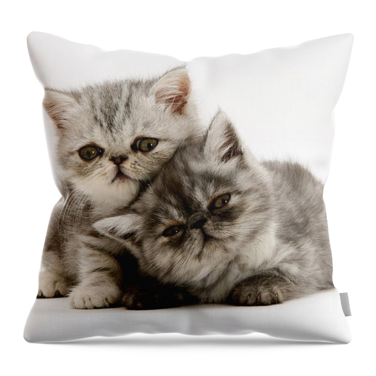 Kitten Throw Pillow featuring the photograph Smoke And Silver Exotic Shorthair Kitten by Jane Burton