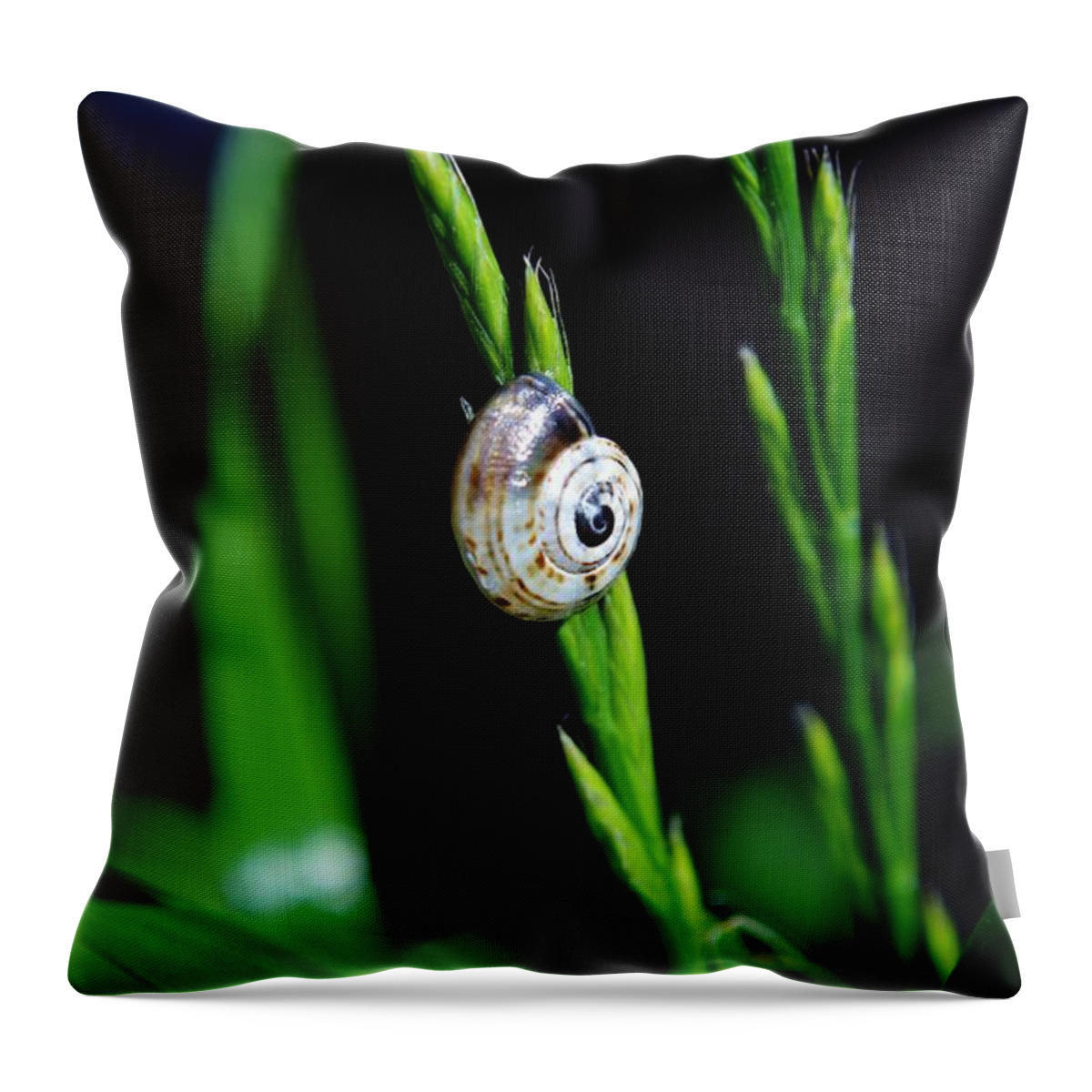 Close Up; Snail; Plant; Garden; Green; Brown; Beige; Nature; Gastropod; Invertebrate; Background; House; Spiral; Grass; Blooming; Blade; Throw Pillow featuring the photograph Snail On Green Grass by Werner Lehmann