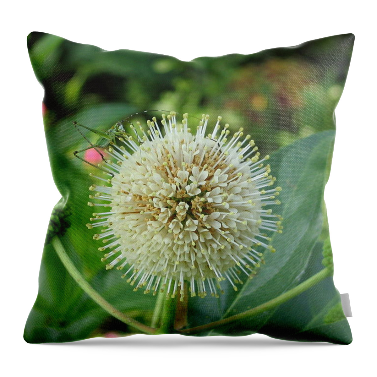Grasshopper Throw Pillow featuring the photograph Snakeroot Rider by Mark Robbins