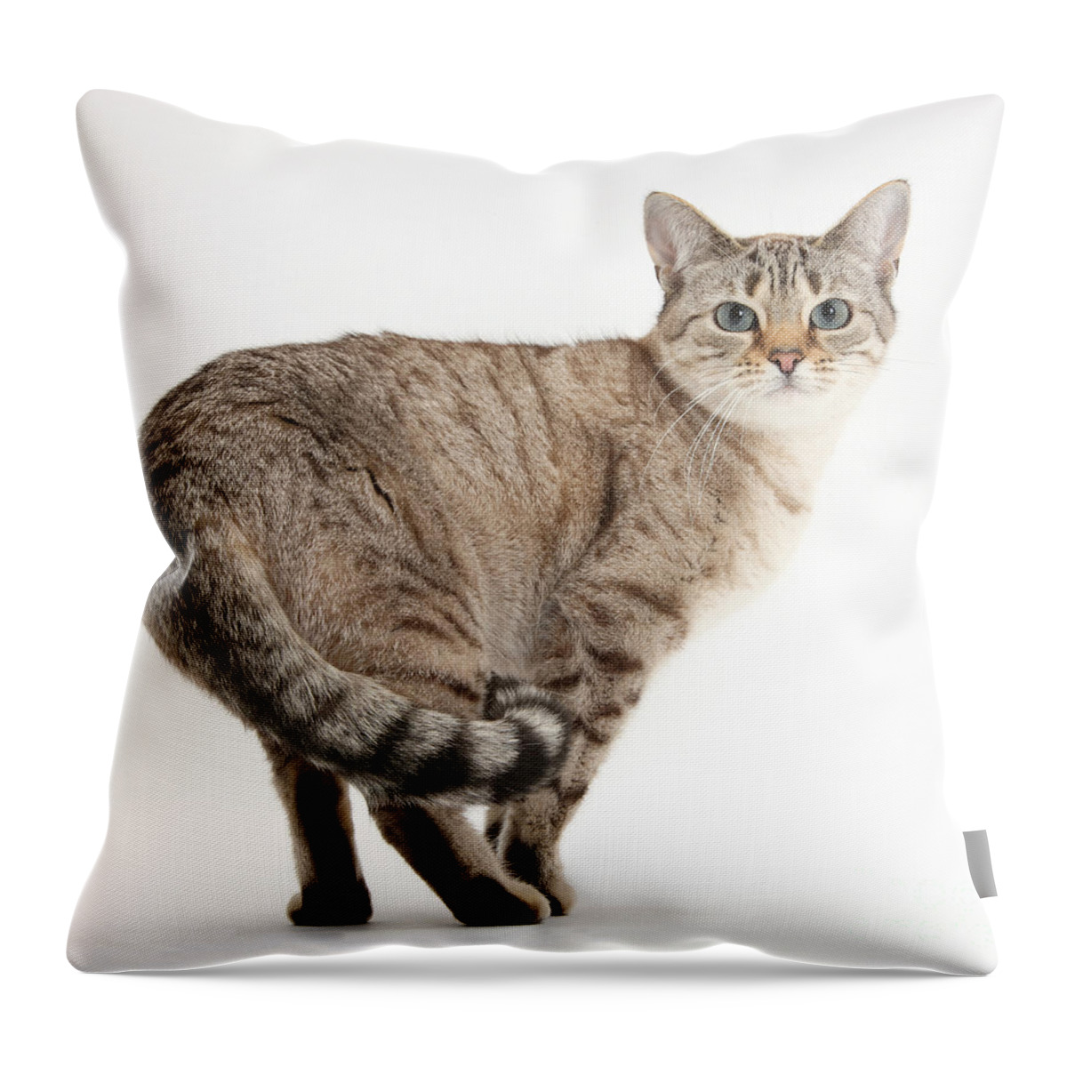 Sepia Snow Bengal-cross Female Cat Throw Pillow featuring the photograph Snow Bengal-cross by Mark Taylor