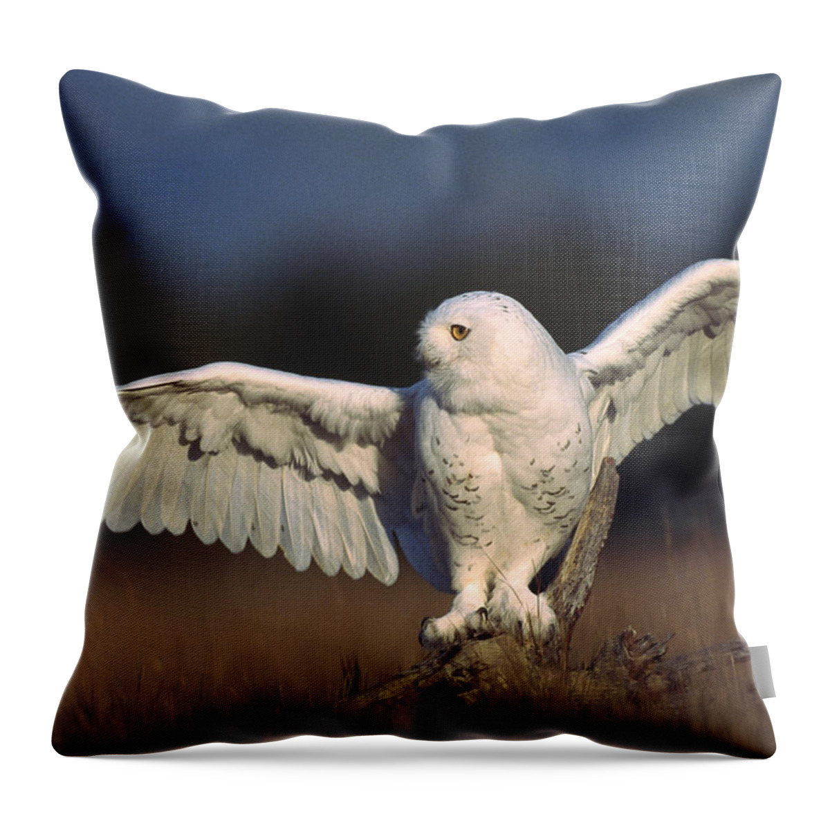00170062 Throw Pillow featuring the photograph Snowy Owl Adult Balancing On A Stump by Tim Fitzharris