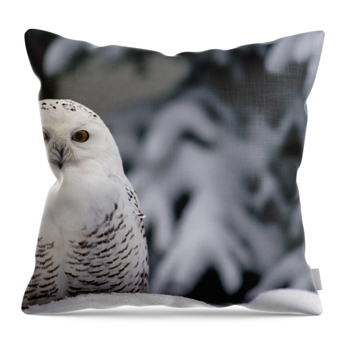 Mp Throw Pillow featuring the photograph Snowy Owl Nyctea Scandiaca Camouflaged by Gerry Ellis