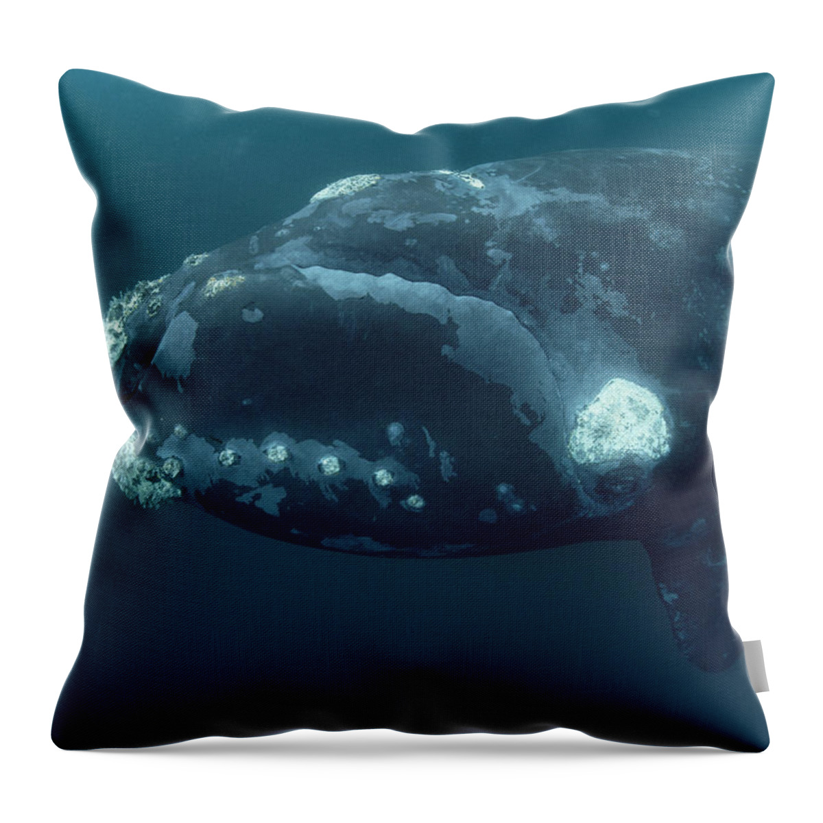 00083857 Throw Pillow featuring the photograph Southern Right Whale Under Boat by Flip Nicklin