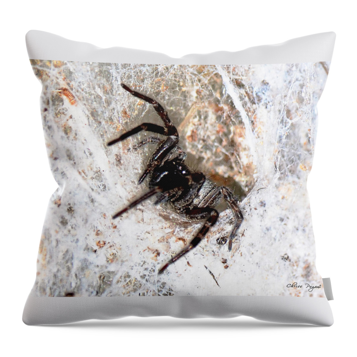 Web Throw Pillow featuring the photograph Spiders Trap by Chriss Pagani