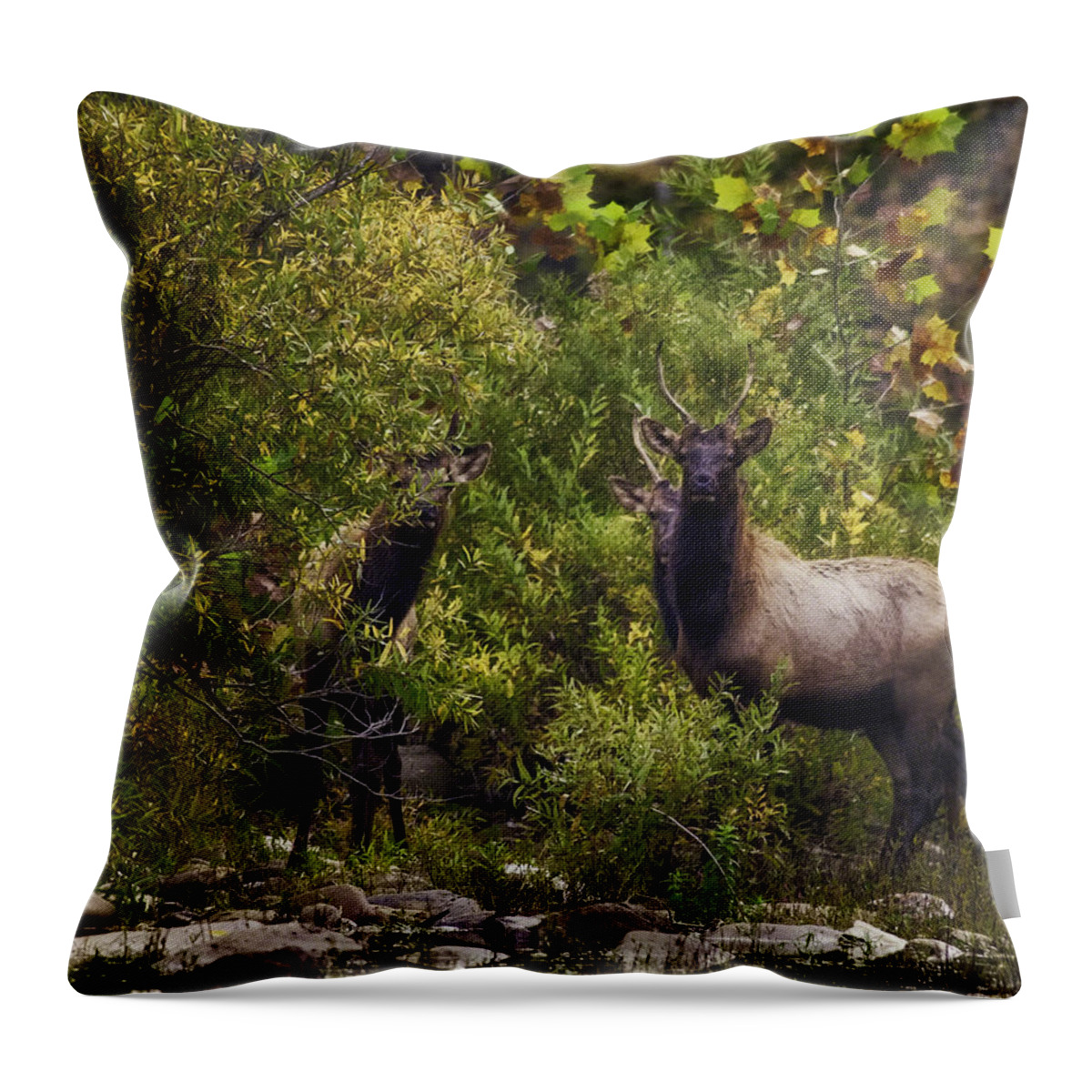 Spike Elk Throw Pillow featuring the photograph Spike Elk on Buffalo National River by Michael Dougherty