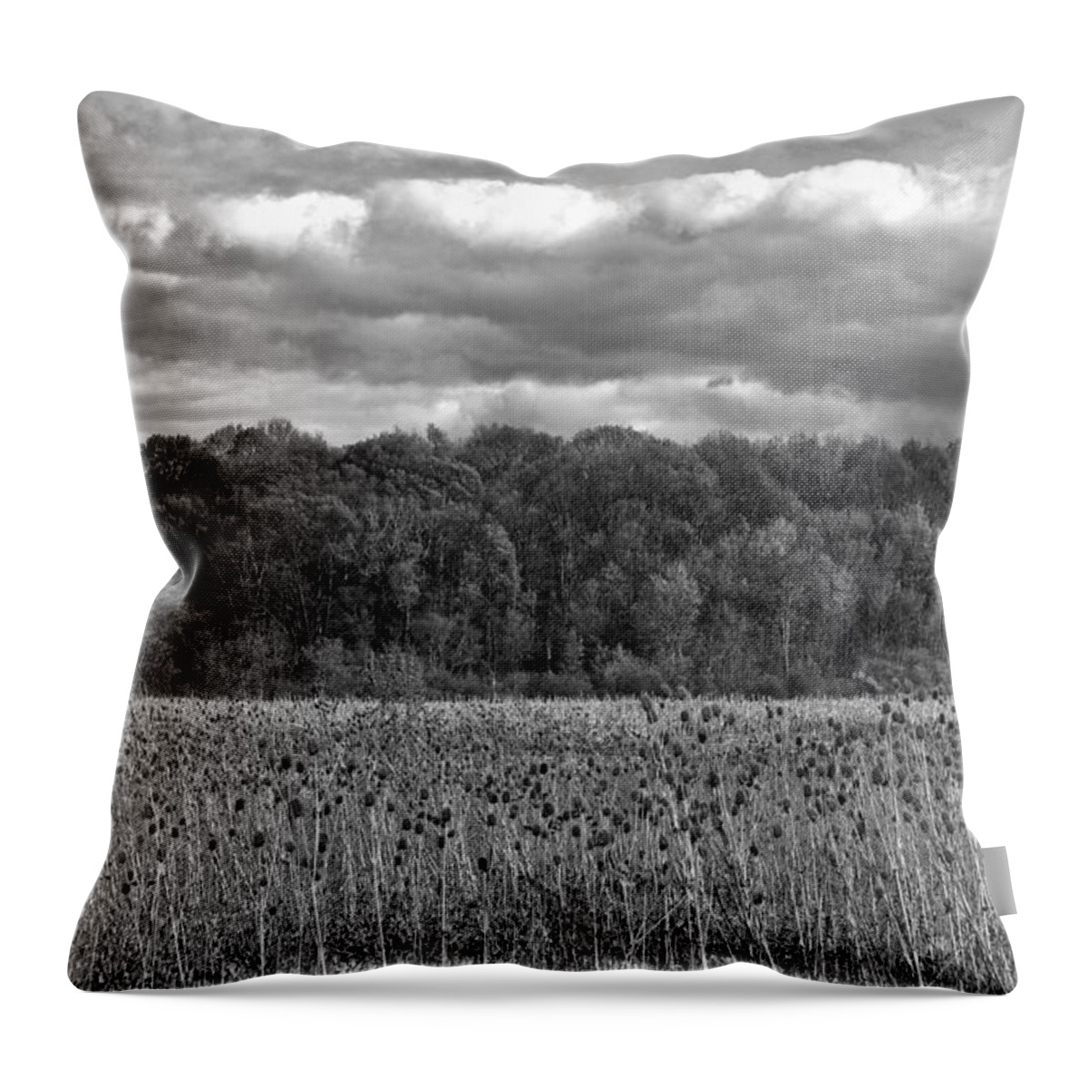 Black And White Throw Pillow featuring the photograph Sprautumn B and W by Rachel Cohen