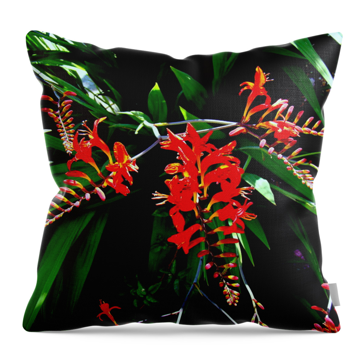Crocosmia Throw Pillow featuring the photograph Sprig of Crocosmia by Nick Kloepping