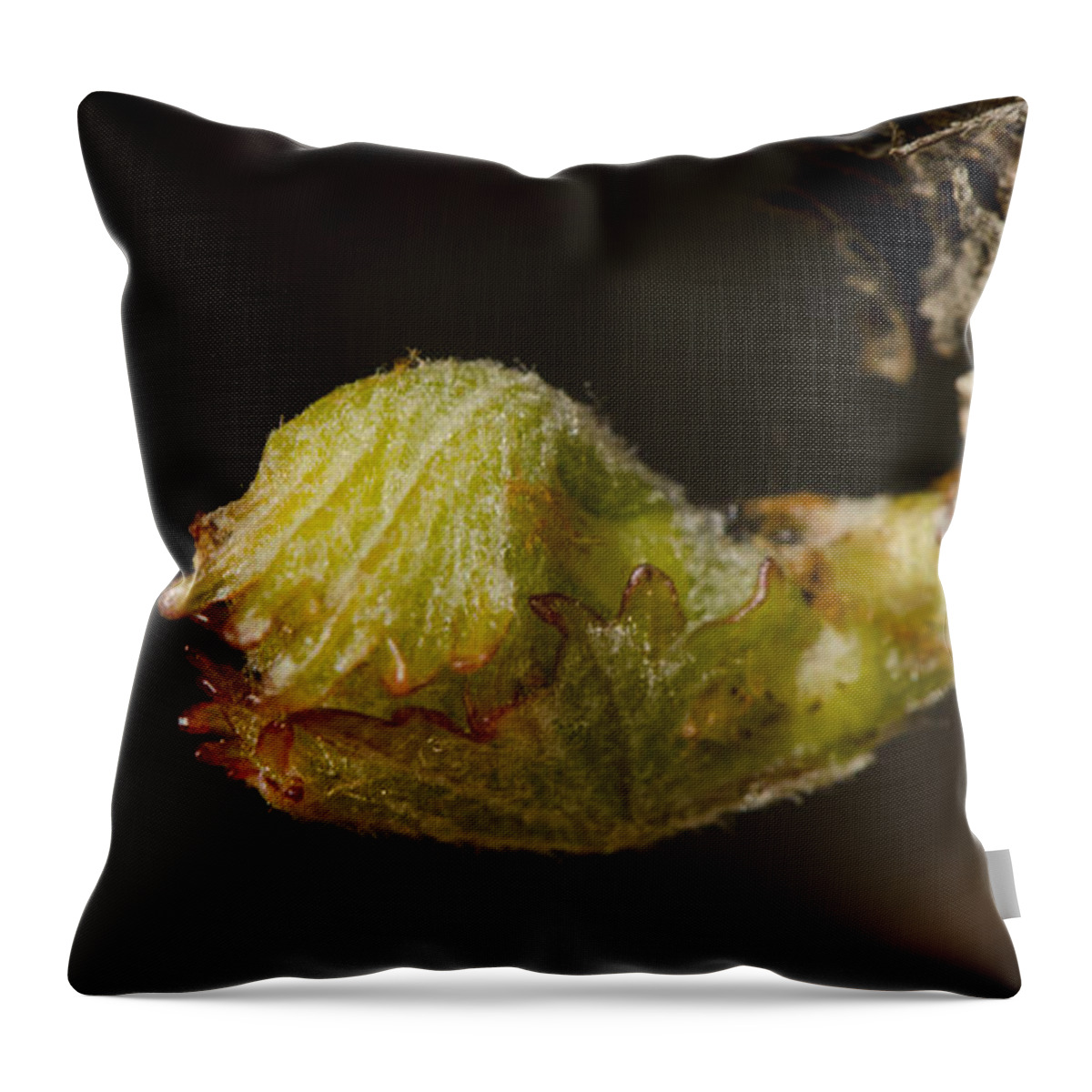 Vine Throw Pillow featuring the photograph Sprout of a vine by Perry Van Munster