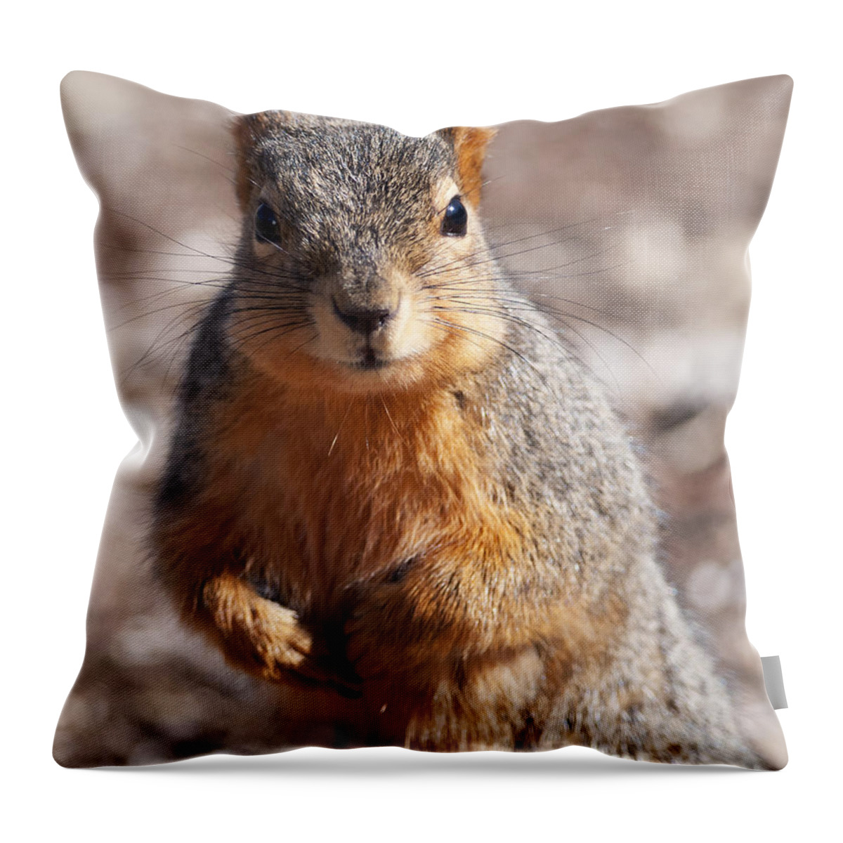 Squirrel Throw Pillow featuring the photograph Squirrel by Art Whitton