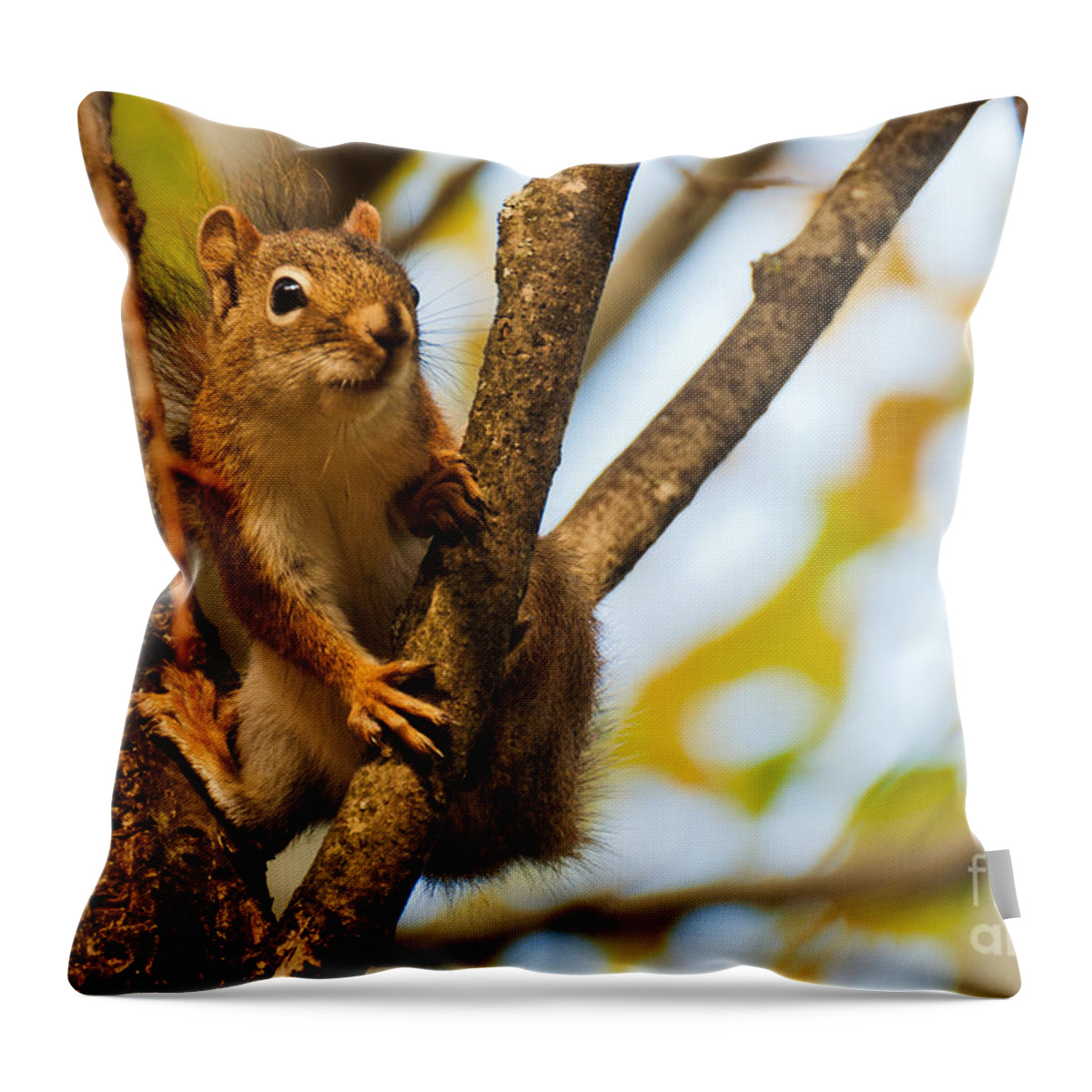 Squirrel Throw Pillow featuring the photograph Squirrel on High by Cheryl Baxter