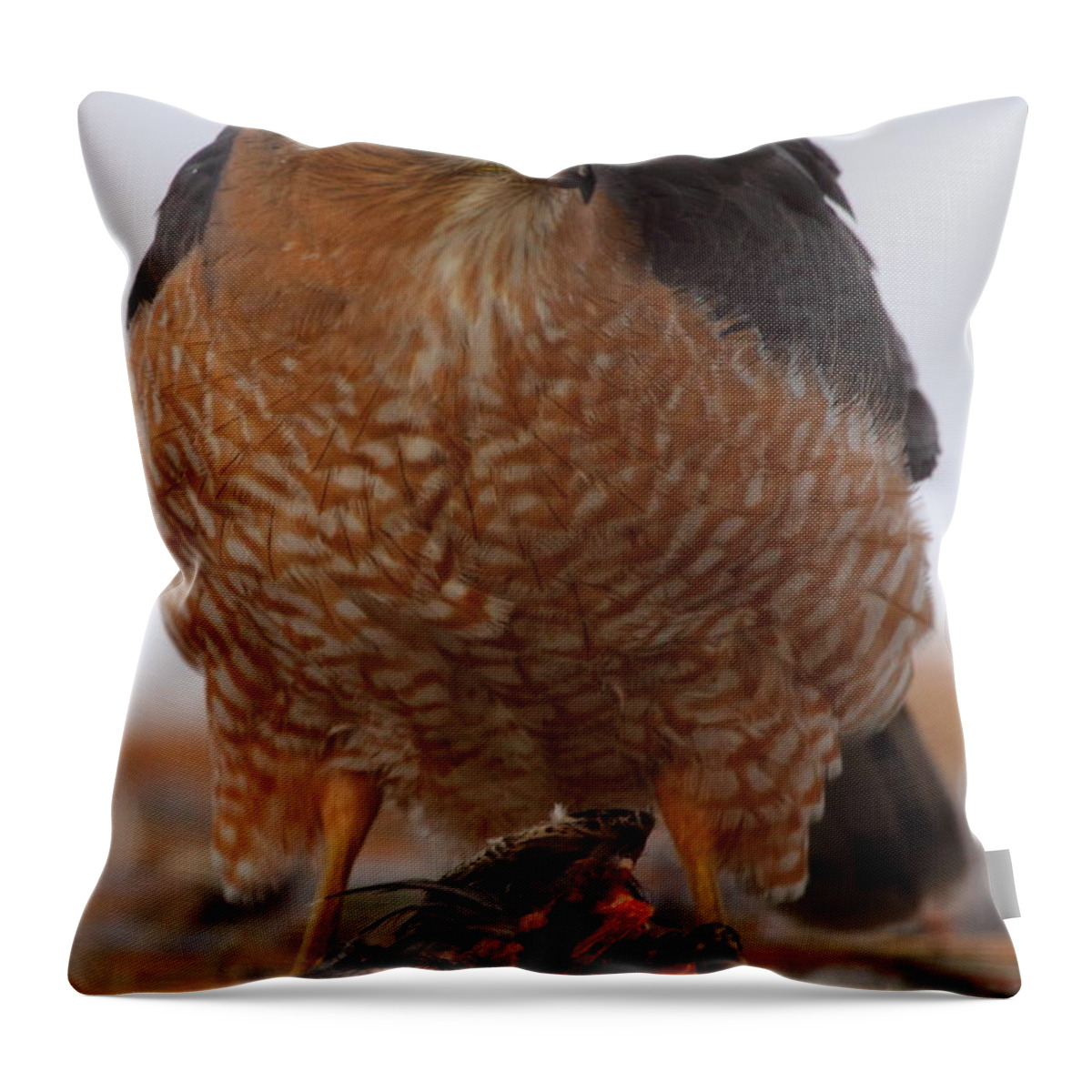 Hawk Throw Pillow featuring the photograph Standing Guard - Cooper's Hawk by Bruce J Robinson